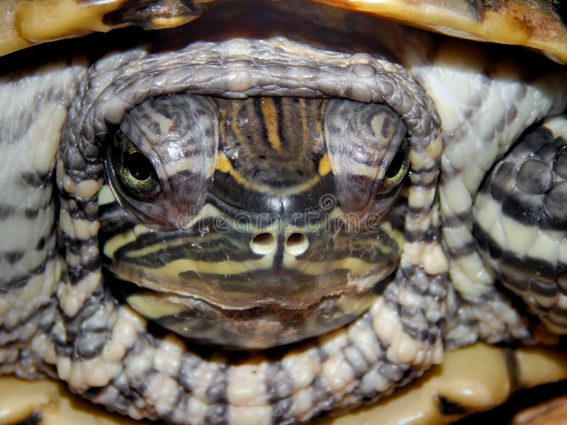 Portrait of a sea turtle royalty free stock photos