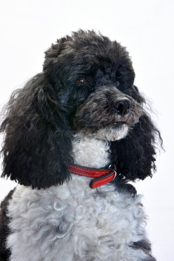 Harlequin poodle seven years old royalty free stock image Harlequin poodle seven years old royalty free stock image