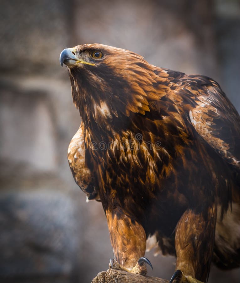 Image of Severe and Serious Golden Eagle with Red Feathers Stock Image
