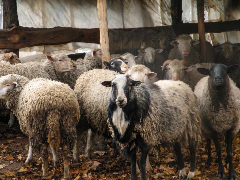 Portrait of sheep in flock. Portrait of cute sheep in herd looking at camera