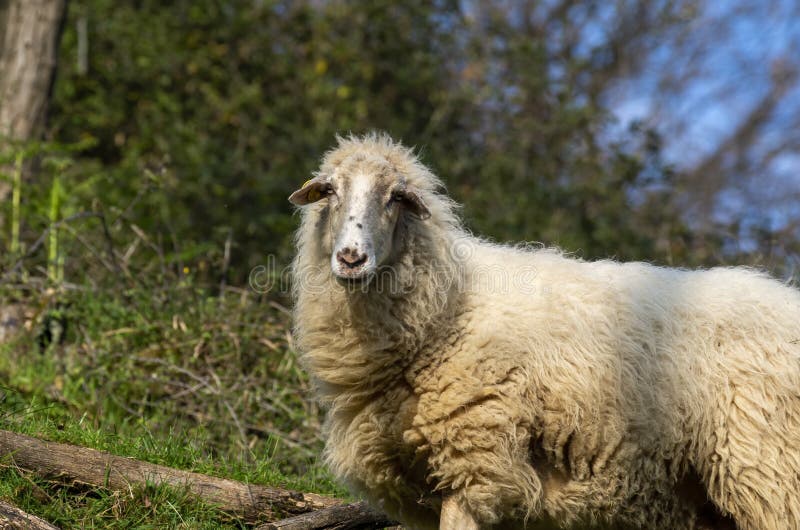 Portrait of a sheep in a meadow. Goat black white cartoon stock images, royalty-free photos and pictures