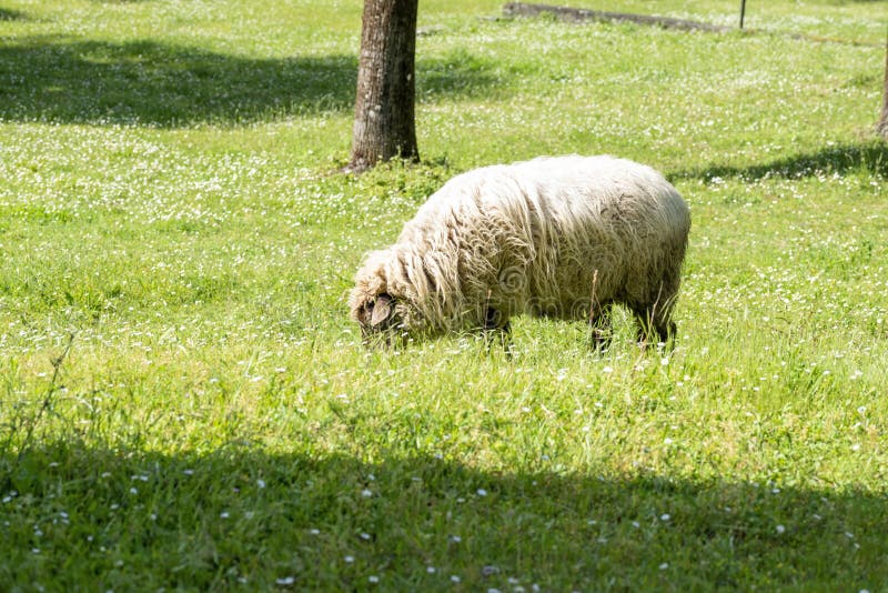 Portrait of a sheep in a meadow. Goat black white cartoon stock images, royalty-free photos and pictures