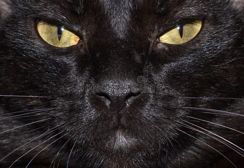 Portrait Shot of a Black Cat Face with Sharp Golden Eyes Stock Photo