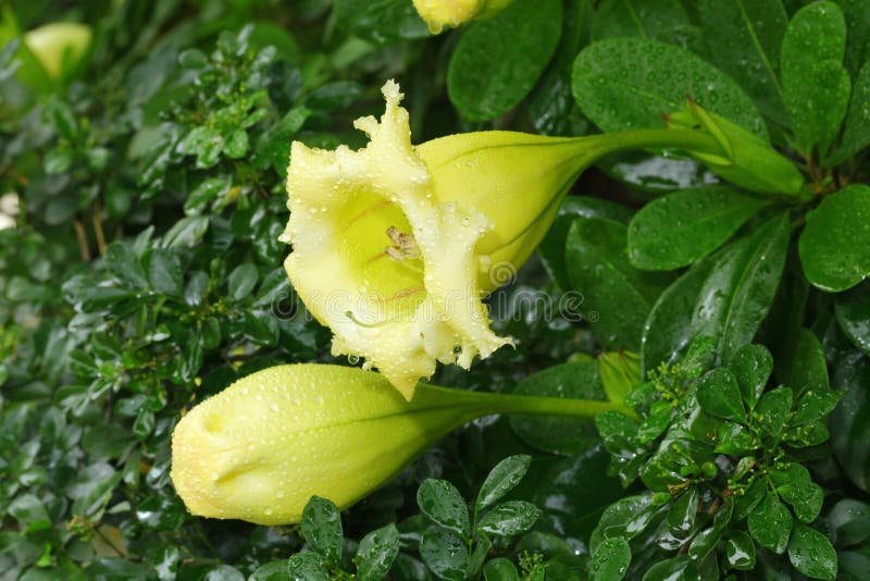 The portrait of Showy chalicevine stock images