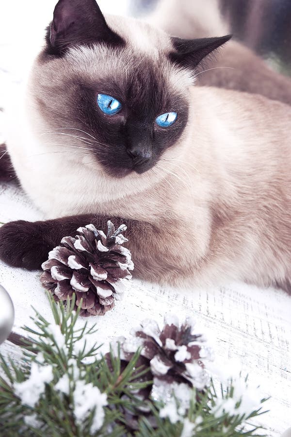 Balinese cat table hot sale