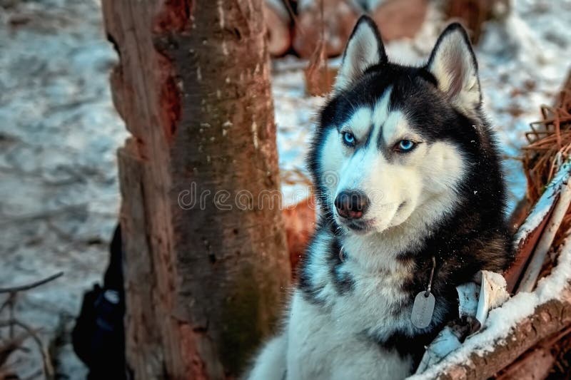 Portrait Siberian husky dog with blue eyes. Thoughtful dog sits in the winter forest. Beautiful portrait for concept design.