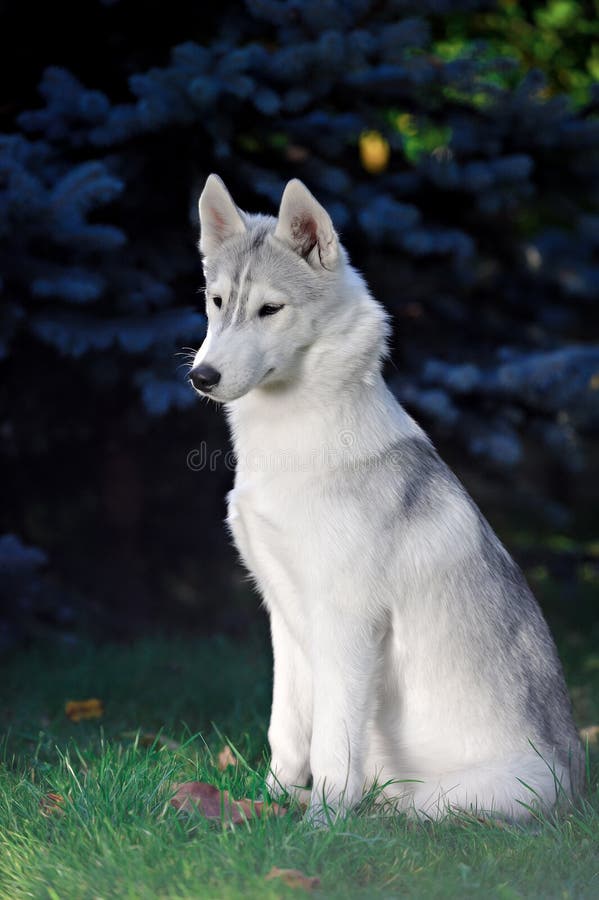 Portrait of a Siberian Husky under autumn leaves