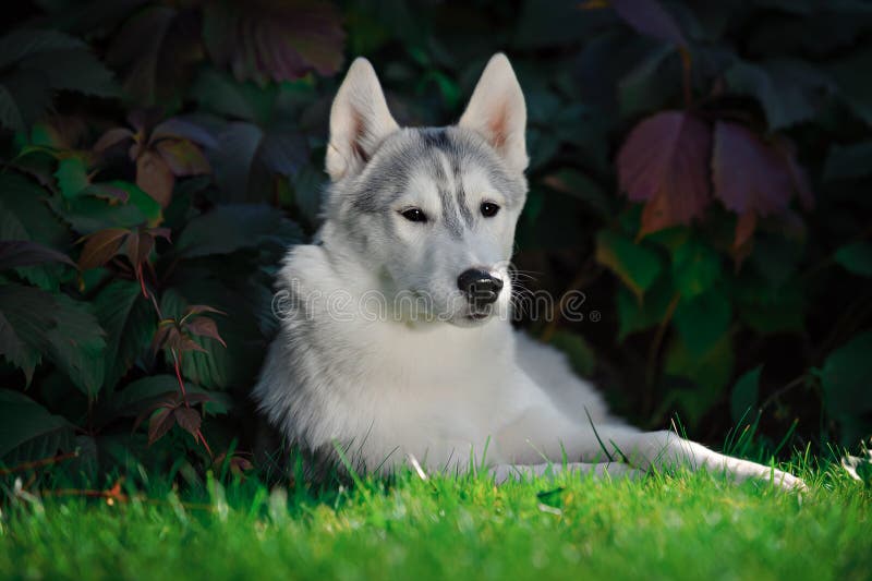 Portrait of a Siberian Husky under autumn leaves