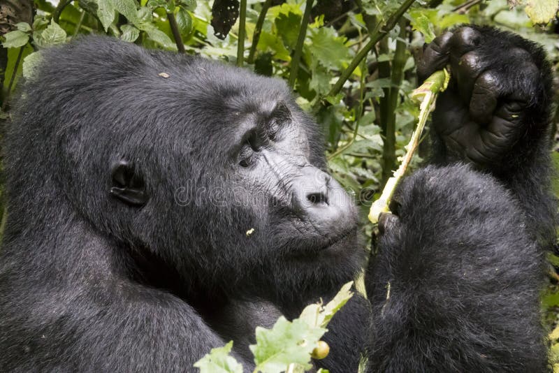 Portrait of silverback mountian gorilla eating in Bwindi Impenetrable Forest National Park, Uganda, Africa. Portrait of silverback mountian gorilla eating in Bwindi Impenetrable Forest National Park, Uganda, Africa.