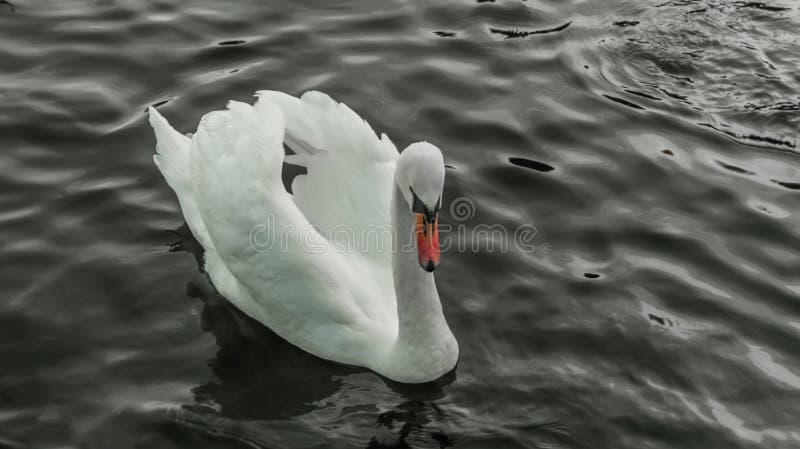 Portrait Single White Adult Swan In Dark Water Liverpool, UK royalty free stock images Portrait Single White Adult Swan In Dark Water Liverpool, UK royalty free stock images