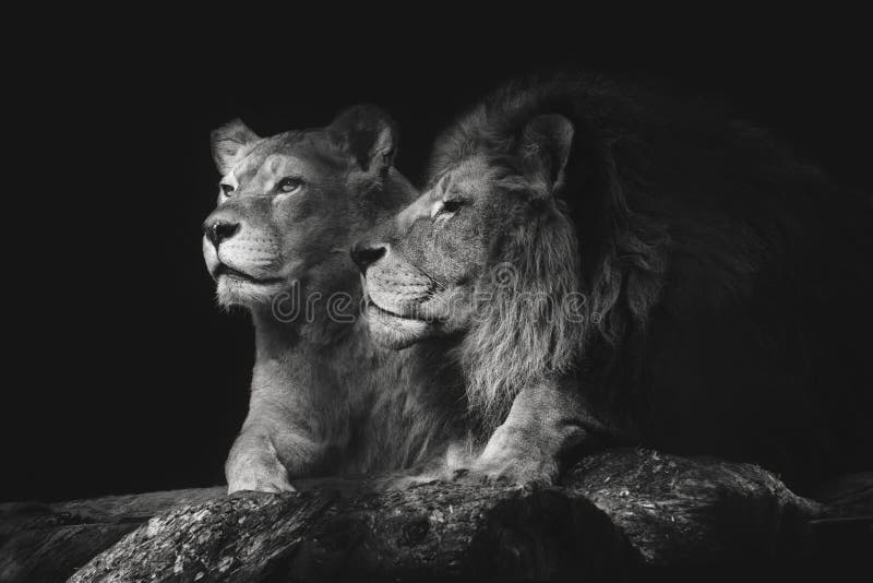 327 Lion Couple Black White Stock Photos - Free & Royalty-Free Stock Photos from Dreamstime 327 Lion Couple Black White Stock Photos - Free & Royalty-Free Stock Photos from Dreamstime