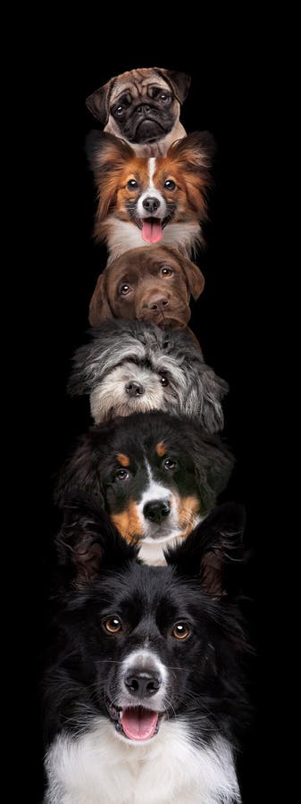 Portrait of six dogs piled up vertically stock photos