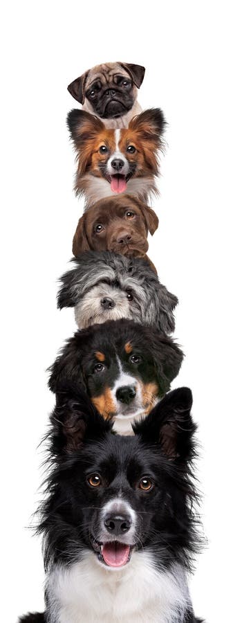 Portrait of six dogs piled up royalty free stock photo