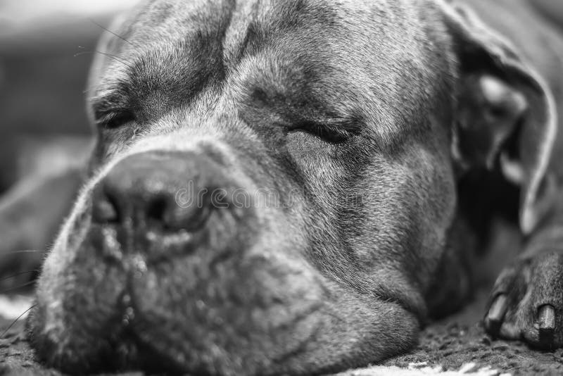 Portrait of a Sleeping Cane Corso Dog in Black and White Stock Image