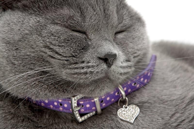 Portrait of a Sleeping Cat in a Purple Collar Stock Image Image of