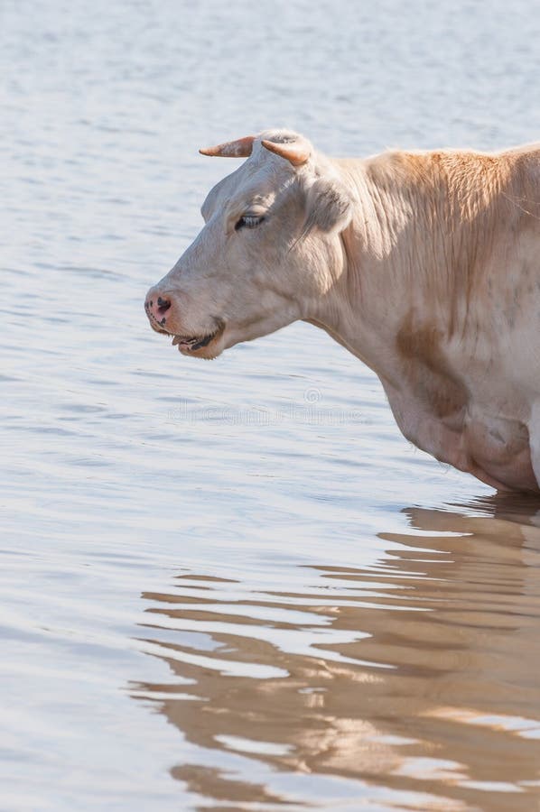 Portrait of a Sleeping Cow Standing in Water Stock Image Image of