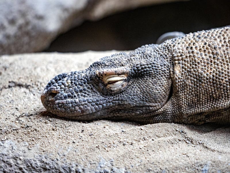 The Portrait of a sleeping largest lizard, Komodo dragon, Varanus komodoensis