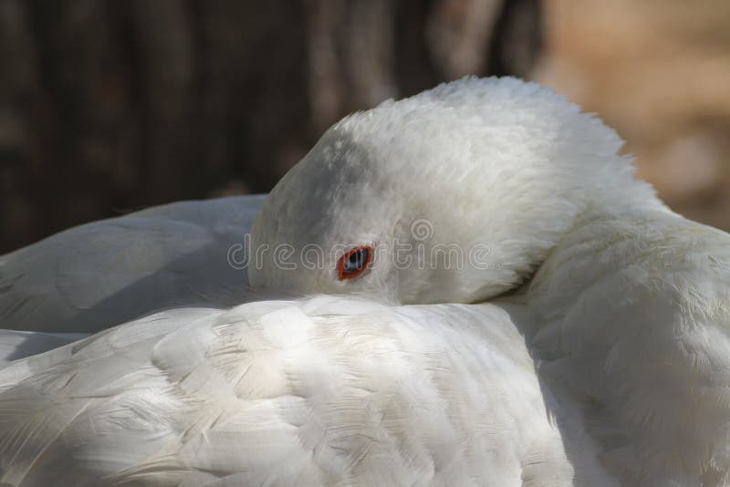 Portrait of Sleeping White Goose Stock Image Image of wing, flock