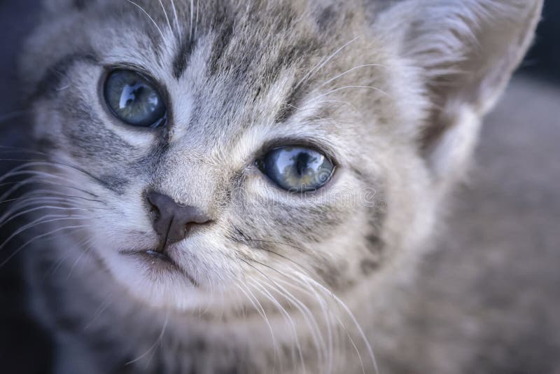 Postkort tennis Slapper af Portrait of a Small Gray Cat with Blue Eyes Stock Image - Image of kitten,  cute: 126678261