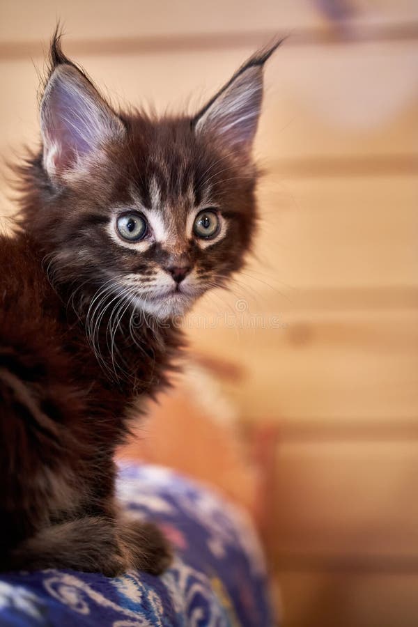 Portrait Small Kitten of the Maine Coon Breed 1.5 Months Old. Stock