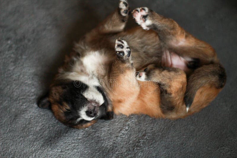 Portrait of Small Puppy Dog Sleeping on His Back Stock Image Image of