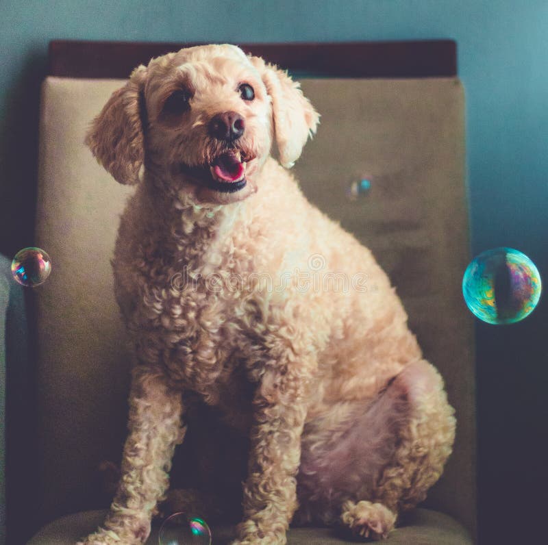Portrait of Smiling Dog Around Soap Bubbles Stock Image Image of