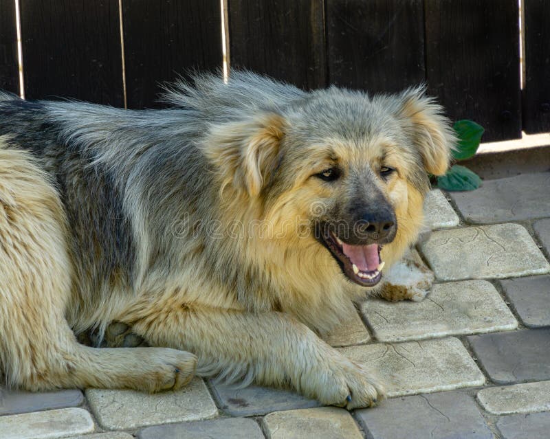 Portrait of smiling fluffy stray dog ​​of gray color. Homeless dog lies on the road stock photography Portrait of smiling fluffy stray dog ​​of gray color. Homeless dog lies on the road stock photography