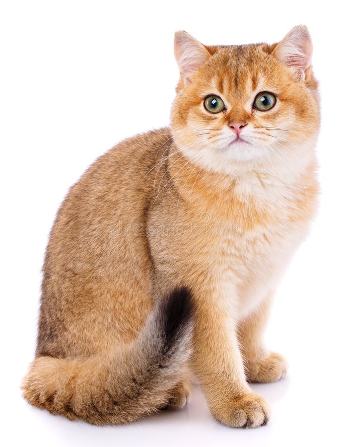 White top gold cat