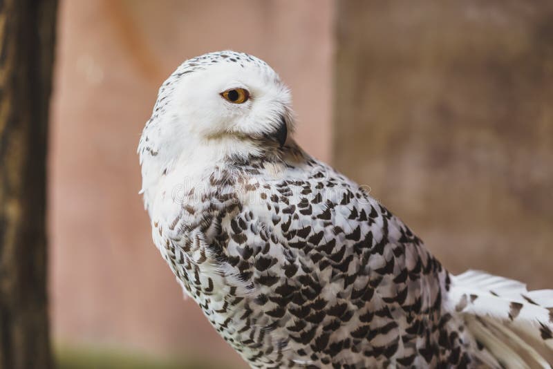 Portrait Snowy Owl Stand Facing Side, Eye Looking at Camera Stock Photo