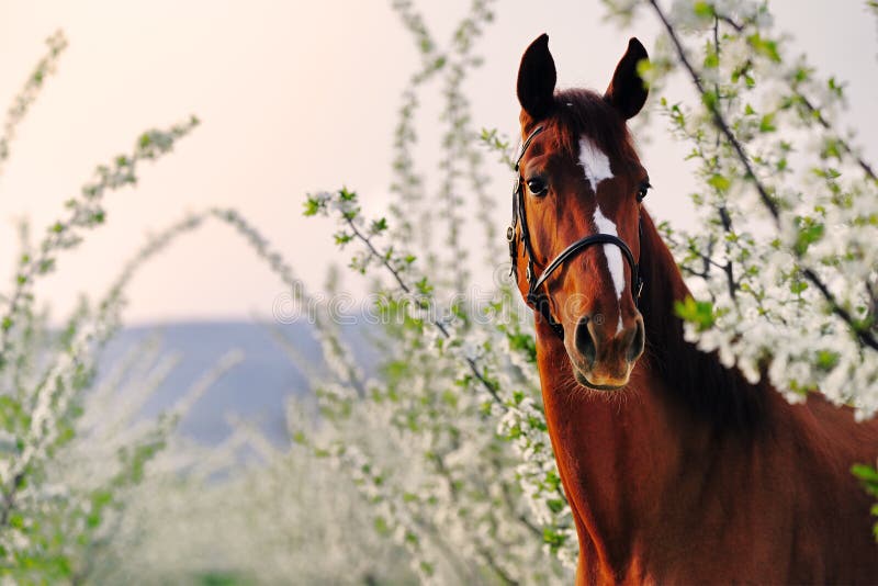 Portrait of sorrel horse in blossoming spring garden