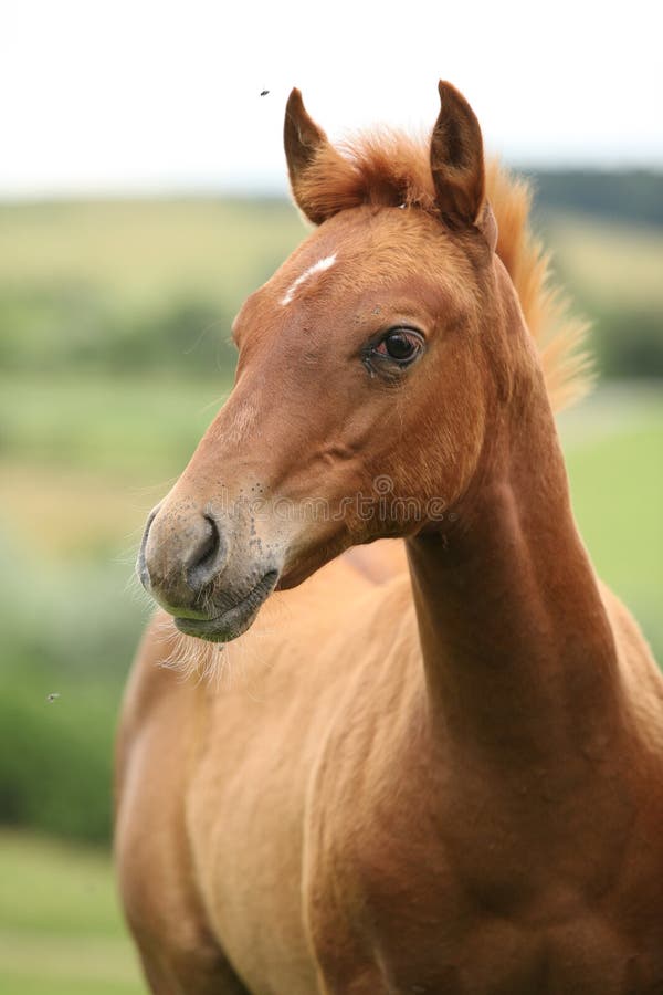 Portrait of sorrel solid paint horse foal