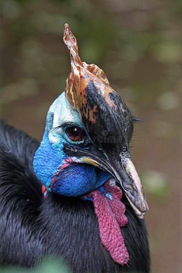 Portrait of a Southern cassowary stock photo