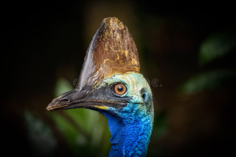 Portrait of Southern cassowary royalty free stock images