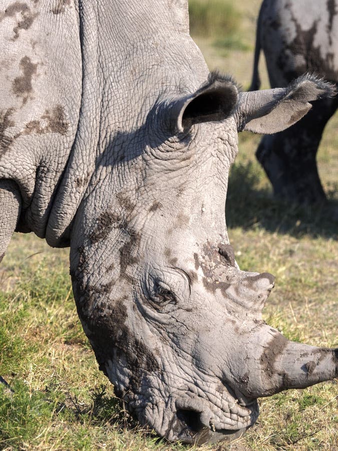 ceratotherium simum white rhinoceros ceratotherium simum white rhinoceros