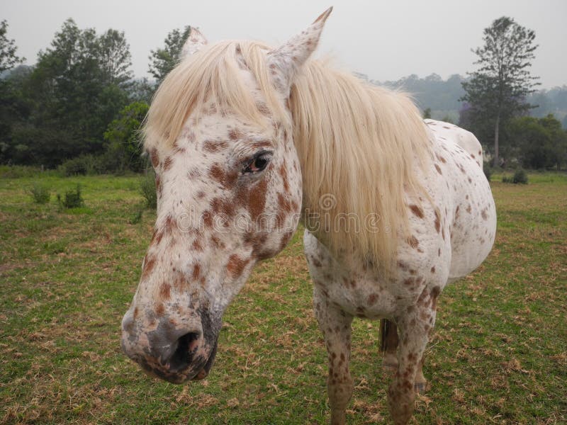 Portrait of a Speckled Horse in a Field with Gras and Trees 库存照片 图片