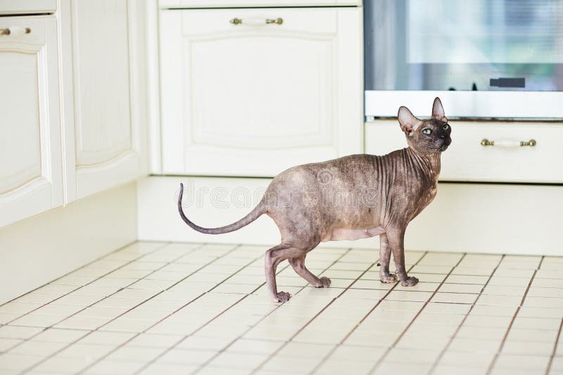 Fat Pregnant Sphynx Hairless Cat Licked On A White Background Stock Image Image of cuddly