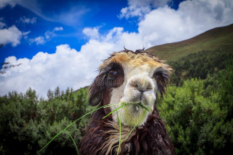 Spitting llama head stock image. Image of guanaco, fluffy ...
