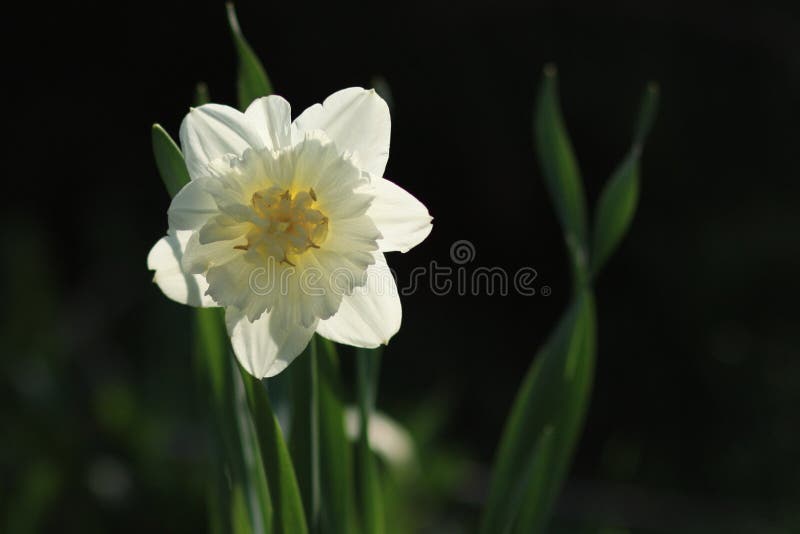 281 Narcisse Photos Free Royalty Free Stock Photos From Dreamstime