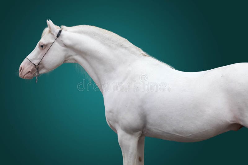Portrait of a stallion of breed the Welsh pony of pure white color on a green background. Isolated background royalty free stock photos Portrait of a stallion of breed the Welsh pony of pure white color on a green background. Isolated background royalty free stock photos