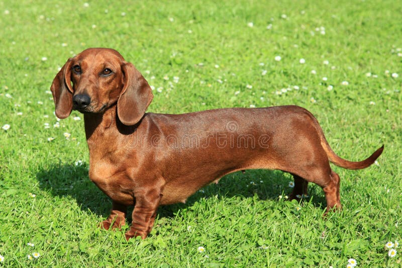 dachshund bark collar
