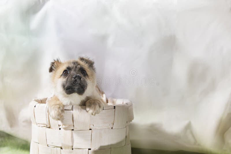 Portrait of stray dog in basket photo studio with copy space. International Homeless Animals Day stock images Portrait of stray dog in basket photo studio with copy space. International Homeless Animals Day stock images