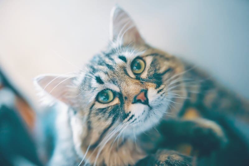 Portrait of striped cat.