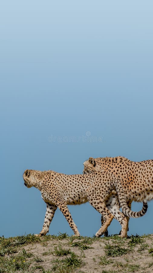 Portrait of Strong and Fast African Cheetah on Move for Prey, Close Up,  Young Adults, Paste Space Stock Photo - Image of figure, large: 136632358