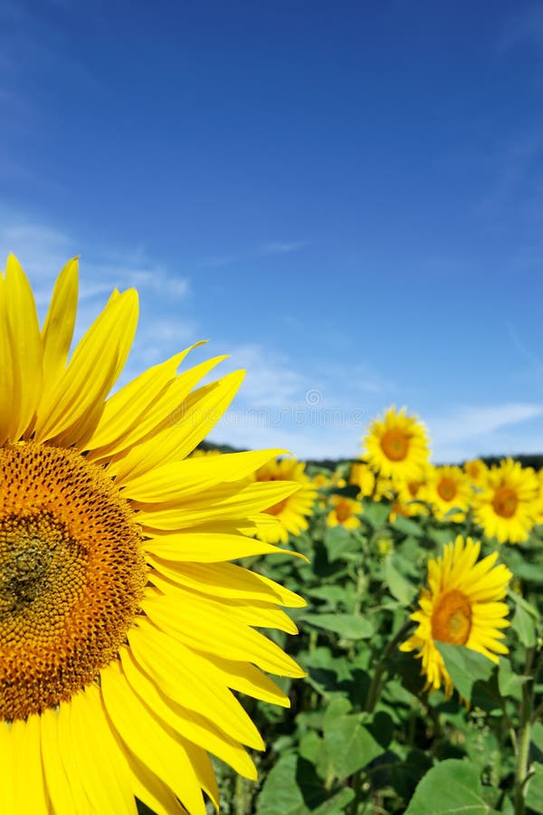 Portrait of a sunflower on a background of blue sky in summer. Portrait of a beautiful yellow sunflower on a background of blue sky in summer stock photography Portrait of a sunflower on a background of blue sky in summer. Portrait of a beautiful yellow sunflower on a background of blue sky in summer stock photography