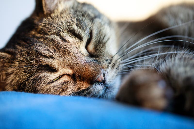 Portrait of Sweet Sleep Cat , Cute Cat Sleeping , Sleeping Cat on the ...