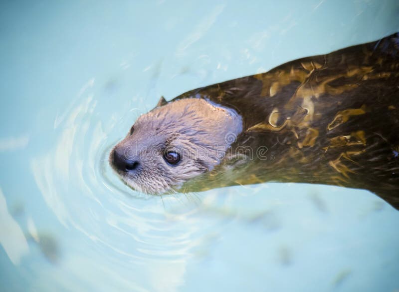 A Portrait of a Swimming River Otter Stock Photo Image of brown