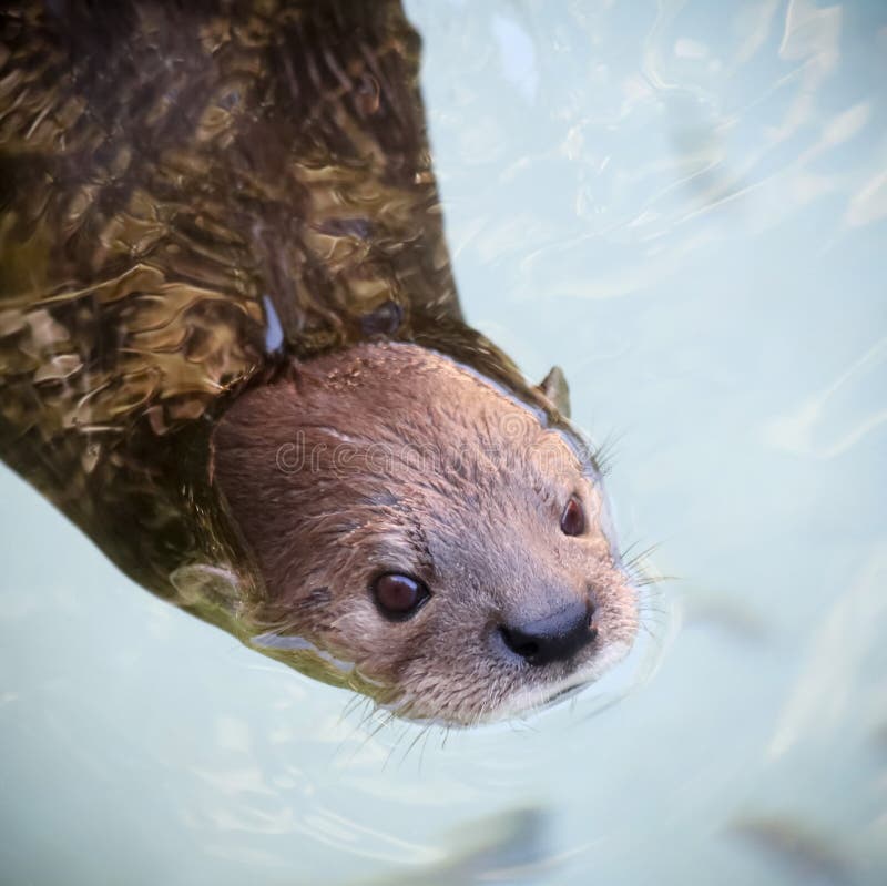 A Portrait of a Swimming River Otter Stock Image Image of swims