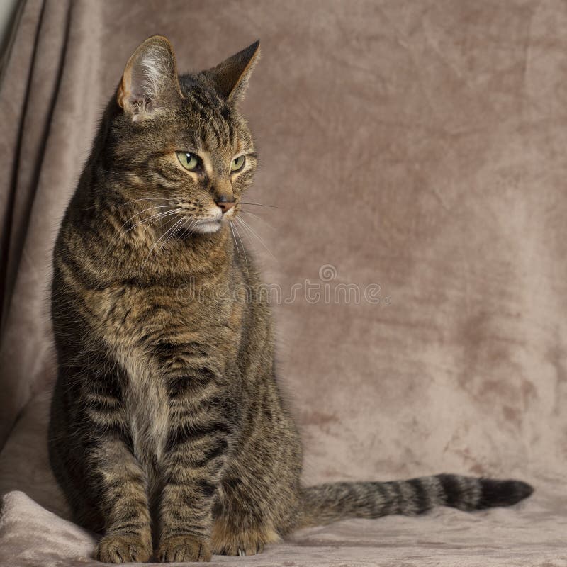 Portrait of a Tabby Cat Sitting on a Pink Blanket Looking Stock Photo