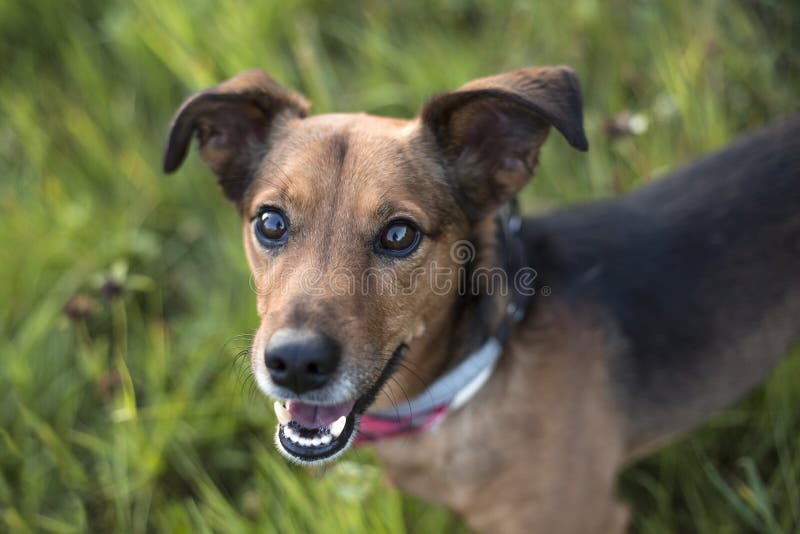 Portrait of a Toy Fox Terrier on Blue Stock Image Image of white
