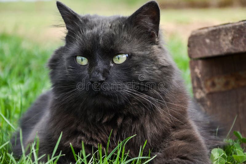 Black Chantilly Cat